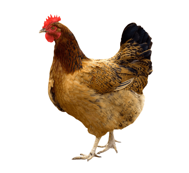 gallina feliz
