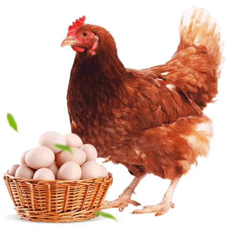 gallina-ponedora